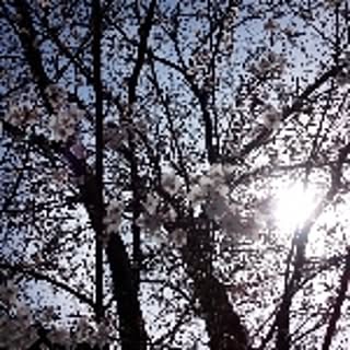 sun