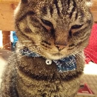 mynyan