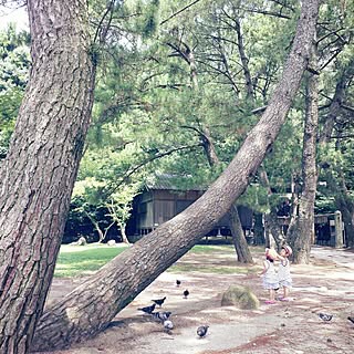 tapi
