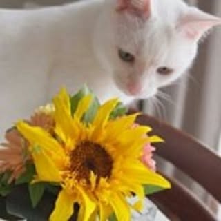 Miki