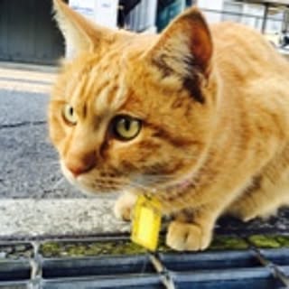 tama