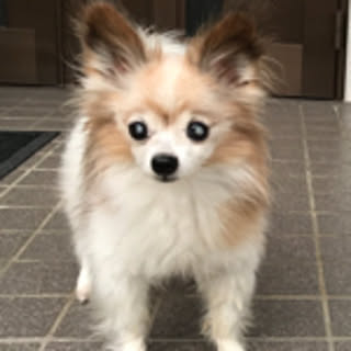 yukichii