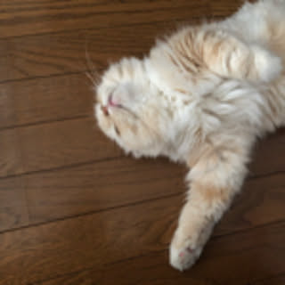 lunachan