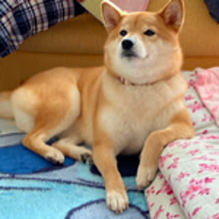 komugi