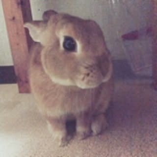 mimi