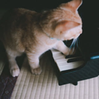 Mugineko