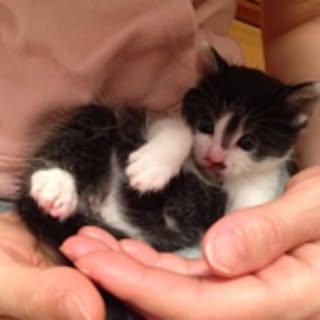 korin