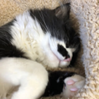sizneko