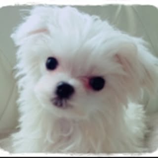 little-devil