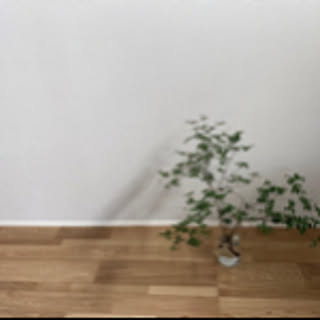 kaedehome