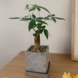 koni_clip