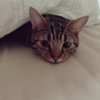 kinako