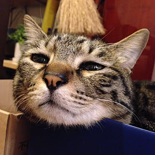 Boni