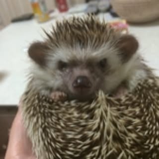 mie