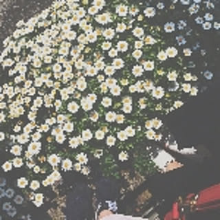 kuma