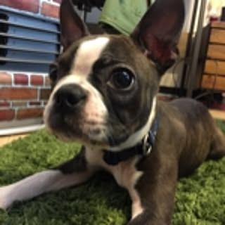 maco