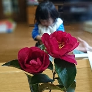 Showmama