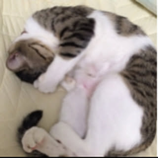 Ayaka_cat