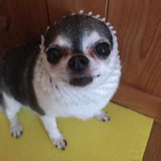 chikuwa