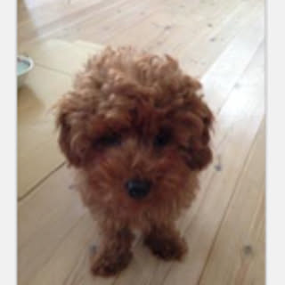 hiro