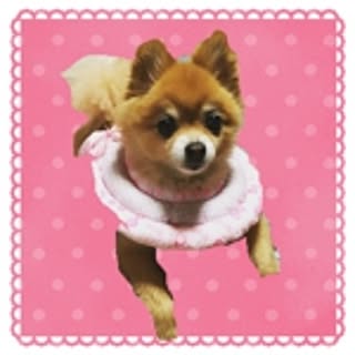 kanondog