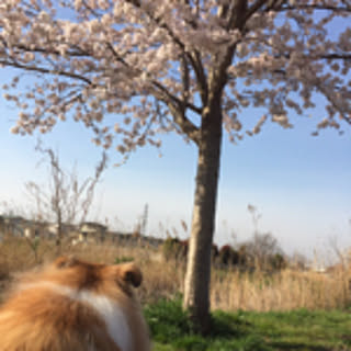 mopiii