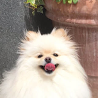 Mayumi