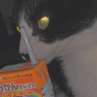 kyo