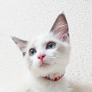 sumishouse
