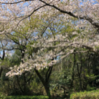 ka.rie