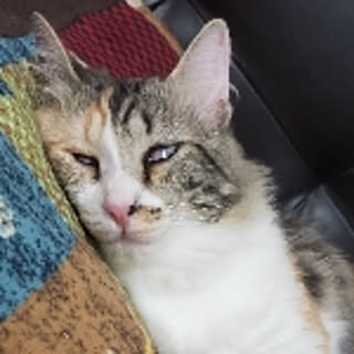 tuguno