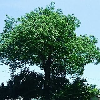 miyabu-