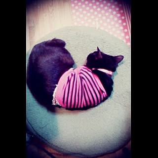 Jyujycat