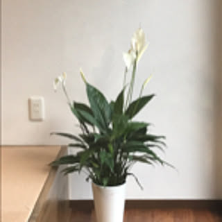 masa