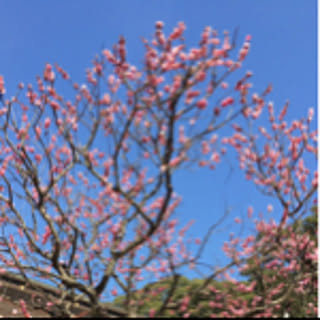 ohana_mama
