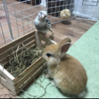 choco