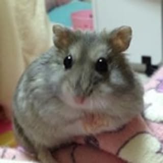 hasu