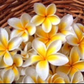 PURUMERIA