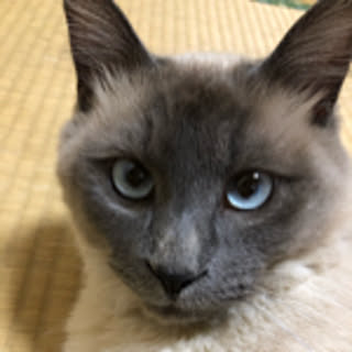 choco