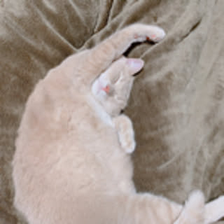 mido