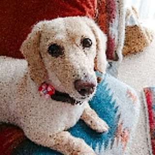 coco