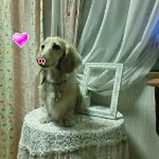pinkpho050