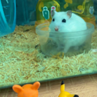 maronchan