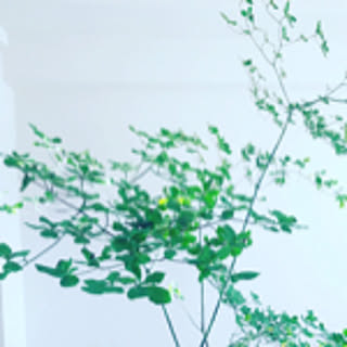 kanaemi