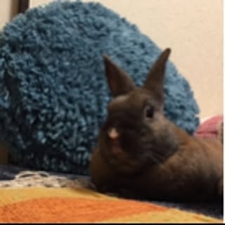 yubi