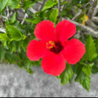 purumeria