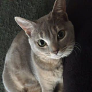 anko