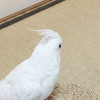 jaga-mochi