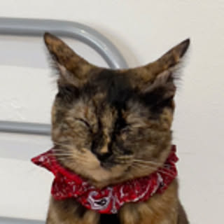 nekotsuki