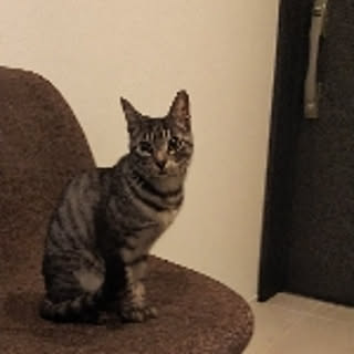 dsimba